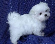 CKC Tiny Teacup Maltese Puppies For Adoption Image eClassifieds4U