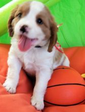 Cute King Charles Pups Available Text (205) 740-9695 Image eClassifieds4U