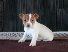 Jack Russell Terrier Puppies Looking For New Homes Image eClassifieds4U