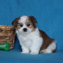 Malshi Puppies Looking For New Homes Image eClassifieds4U