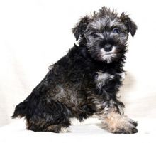 Miniature Schnauzer Puppies Looking For New Homes Image eClassifieds4U