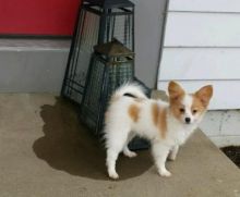Papillon Puppies Looking For New Homes Image eClassifieds4U