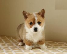 Pembroke Welsh Corgi Puppies Looking For New Homes Image eClassifieds4U