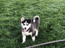 Pure Bred Full Pedigree Siberian Husky Pups. Text (205) 740-9695 Image eClassifieds4u 1