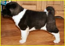 Purebred and Standard American Akita Puppies. Text (205) 740-9695 Image eClassifieds4U