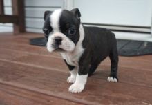 Very healthy and cute Boston Terrier puppies for you. Image eClassifieds4U