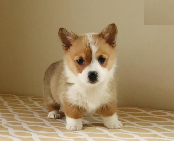 Pembroke Welsh Corgi Puppies Looking For New Homes Image eClassifieds4u
