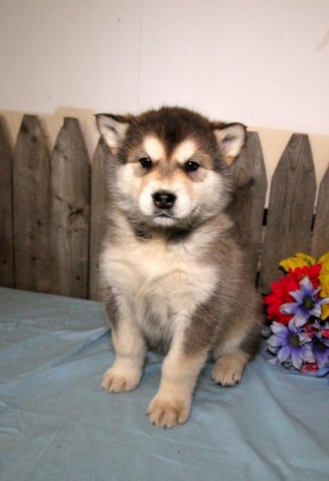 C.K.C MALE AND FEMALE ALASKAN MALAMUTE PUPPIES AVAILABLE Image eClassifieds4u