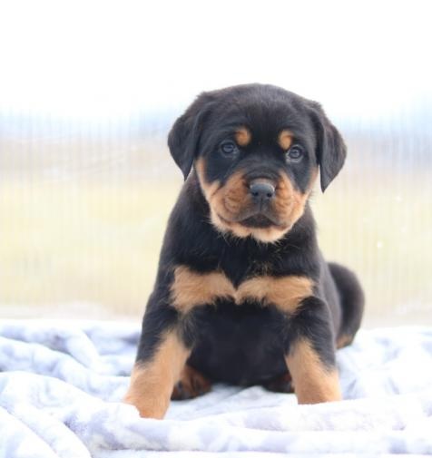 C.K.C MALE AND FEMALE ROTTWEILER PUPPIES AVAILABLE Image eClassifieds4u