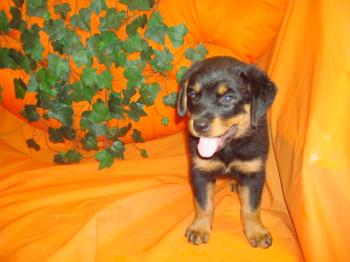Loyal and Beautiful Rottweiler Puppy Image eClassifieds4u
