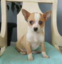 C.K.C MALE AND FEMALE CHIHUAHUA PUPPIES AVAILABLE