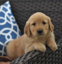 C.K.C MALE AND FEMALE GOLDEN RETRIEVER PUPPIES AVAILABLE