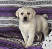 C.K.C MALE AND FEMALE LABRADOR RETRIEVER PUPPIES AVAILABLE