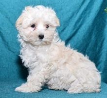 C.K.C MALE AND FEMALE MALTIPOO PUPPIES AVAILABLE