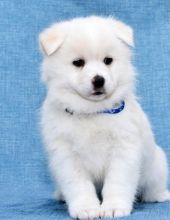 C.K.C MALE AND FEMALE POMSKY PUPPIES AVAILABLE