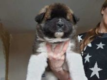 ** Quality Female Akita Pups Available