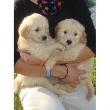 Accommodating Goldendoodle puppies ready