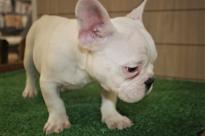 Amazing French bulldogs Puppies Available