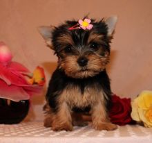 Angelic Teacup Yorkie Puppies