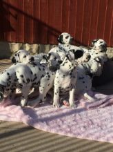 Beautiful Dalmatian Puppies available