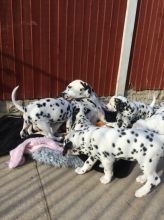 Beautiful Dalmatian Puppies available