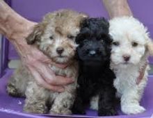 Beautiful Miniature Poodle male and female