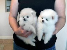 Beautiful Pomeranian puppies