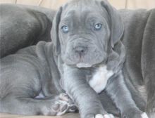 Blue Neapolitan Mastiff puppies Available .