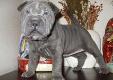 Cute Chinese Shar pei puppies available