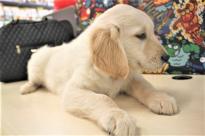 Golden Retriever Now Available