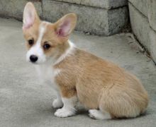 Male and female Pembroke welsh corgi puppies,