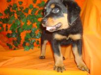 Male and Female Rottweilers