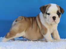 Priceless White English Bulldog Puppy For Adoption