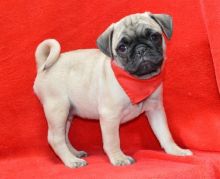 Priceless White Pug Puppy For Adoption