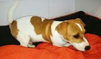 Pure jack Russel Ready for New Home