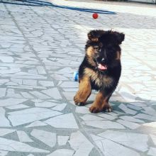 Quality German Shepherd puppies text (205) 740-9695