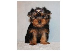 Quality Yorkshire Terrier puppies available