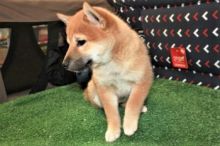 Shiba Inu Puppies Available for Free Adoption
