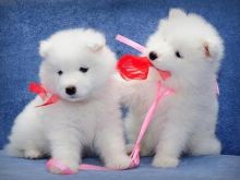 Snow white Samoyed Puppies male and female