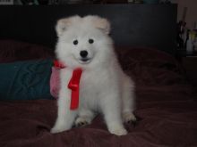 Sweet and adorable Samoyed puppies ready for a loving home