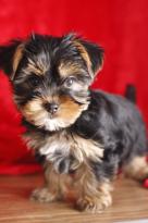 Teacup Yorkie Puppies