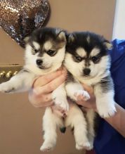 Two adorable Pomsky puppies