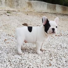 Well Trained French Bulldog Puppies