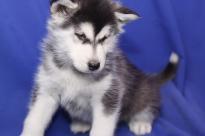 White Purebred Alaskan malamute for sale