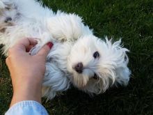 Wonderful Precious Maltese Puppies