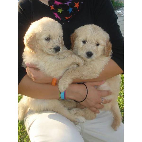 Accommodating Goldendoodle puppies ready Image eClassifieds4u