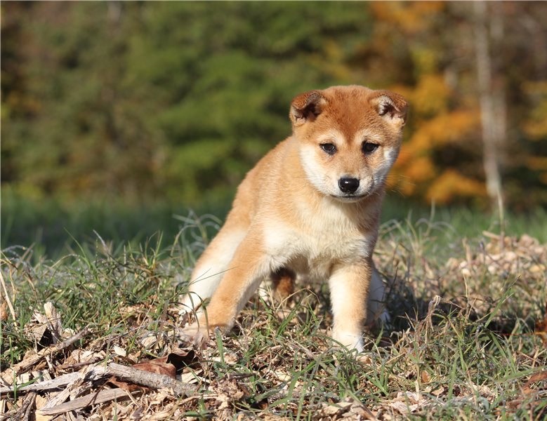 Adorable Shiba Inu puppies. Image eClassifieds4u