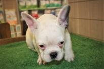 Amazing French bulldogs Puppies Available Image eClassifieds4u
