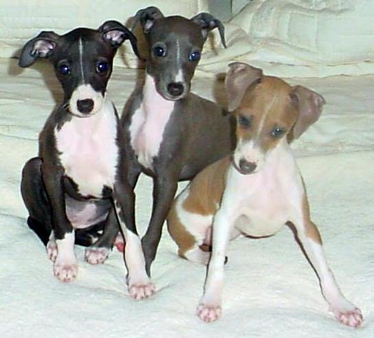 Beautiful Italian Greyhound Available Image eClassifieds4u