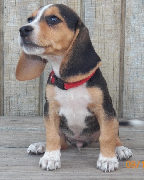 Cute and Charming Beagle Puppies Image eClassifieds4u
